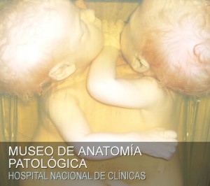 museo anatomia